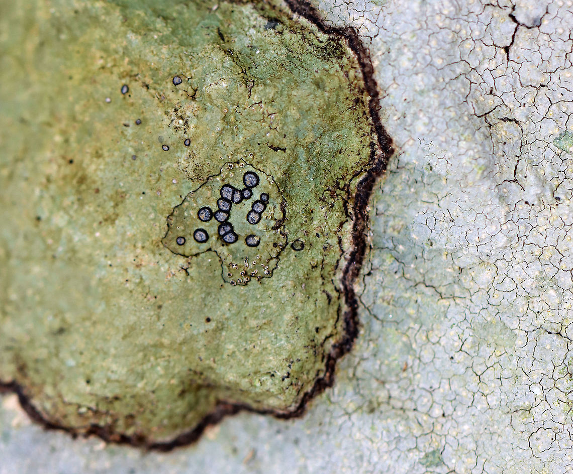 Smoky-eye Boulder Lichen - Porpidia albocaerulescens The ID is for the round, blueish lichen, which looks like it is growing on a different lichen that in turn is growing on yet another lichen. So, it's a lichen on a lichen on a lichen.<br />
<br />
Habitat: Rock; mixed forest Fall,Geotagged,Porpidia,Porpidia albocaerulescens,Smokey-eyed Boulder Lichen,United States,lichen