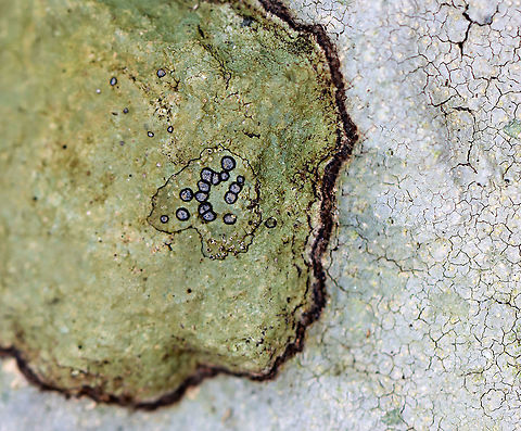 Smoky-eye Boulder Lichen - Porpidia albocaerulescens The ID is for the round, blueish lichen, which looks like it is growing on a different lichen that in turn is growing on yet another lichen. So, it's a lichen on a lichen on a lichen.

Habitat: Rock; mixed forest Fall,Geotagged,Porpidia,Porpidia albocaerulescens,Smokey-eyed Boulder Lichen,United States,lichen