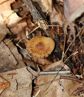 Mushroom - Cortinarius sp. Another cort, I think.

Habitat: Growing on the ground; mixed forest
https://www.jungledragon.com/image/124155/mushroom_-_cortinarius_sp.html Cortinarius,Fall,Geotagged,United States,fungus,mushroom