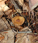 Mushroom - Cortinarius sp. Another cort, I think.<br />
<br />
Habitat: Growing on the ground; mixed forest<br />
https://www.jungledragon.com/image/124155/mushroom_-_cortinarius_sp.html Cortinarius,Fall,Geotagged,United States,fungus,mushroom