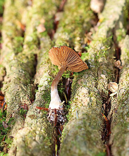 Mushroom - Cortinarius sp. Another cort, I think.

Habitat: Growing on the ground; mixed forest
https://www.jungledragon.com/image/124154/mushroom_-_cortinarius_sp.html Fall,Geotagged,United States