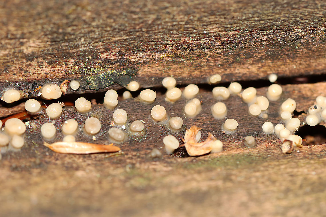 Helicogloea compressa Habitat: Decorticated wood; mixed forest Fall,Geotagged,Helicogloea,Helicogloea compressa,United States,anamorph,anamorph fungus,fungus