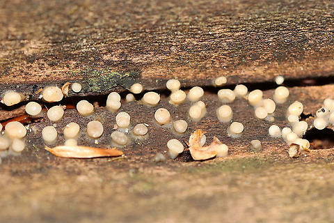 Helicogloea compressa Habitat: Decorticated wood; mixed forest Fall,Geotagged,Helicogloea,Helicogloea compressa,United States,anamorph,anamorph fungus,fungus