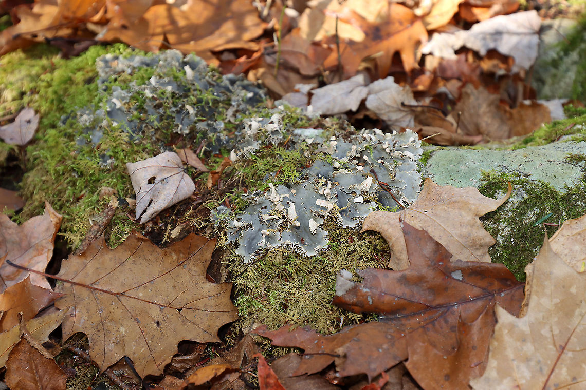 Scaly Pelt Lichen - Peltigera praetextata Habitat: Growing on moss; mixed forest<br />
<figure class="photo"><a href="https://www.jungledragon.com/image/124168/scaly_pelt_lichen_-_peltigera_praetextata.html" title="Scaly Pelt Lichen - Peltigera praetextata"><img src="https://s3.amazonaws.com/media.jungledragon.com/images/3232/124168_thumb.jpg?AWSAccessKeyId=05GMT0V3GWVNE7GGM1R2&Expires=1759968010&Signature=BHuHletFMmpRcminq4I1bqEHWcE%3D" width="200" height="154" alt="Scaly Pelt Lichen - Peltigera praetextata Habitat: Growing on moss; mixed forest<br />
https://www.jungledragon.com/image/124169/lichen_-_peltigera_sp.html Fall,Geotagged,Peltigera praetextata,Scaly Pelt Lichen,United States,pelt lichen" /></a></figure> Fall,Geotagged,Peltigera praetextata,Scaly Pelt Lichen,United States,lichen,pelt lichen,peltigera