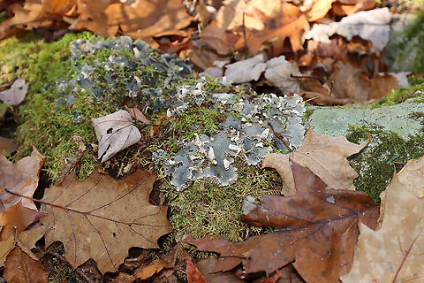 Scaly Pelt Lichen - Peltigera praetextata Habitat: Growing on moss; mixed forest
https://www.jungledragon.com/image/124168/lichen_-_peltigera_sp.html Fall,Geotagged,Peltigera praetextata,Scaly Pelt Lichen,United States,lichen,pelt lichen,peltigera