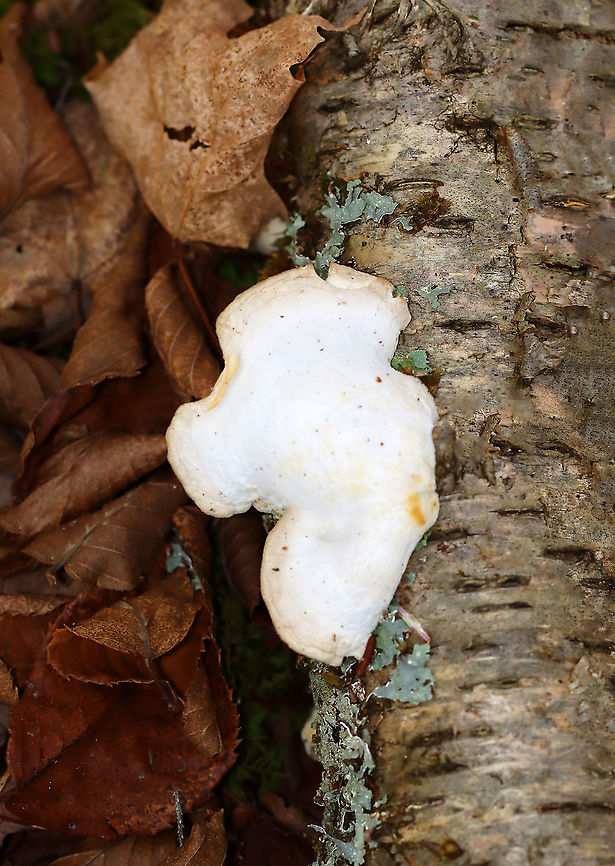 White Cheese Polypore - Tyromyces chioneus *Tentative ID<br />
<br />
Habitat: Growing on birch; mixed forest Fall,Geotagged,Tyromyces,Tyromyces chioneus,United States,White Cheese Polypore,fungus,mushroom,polypore