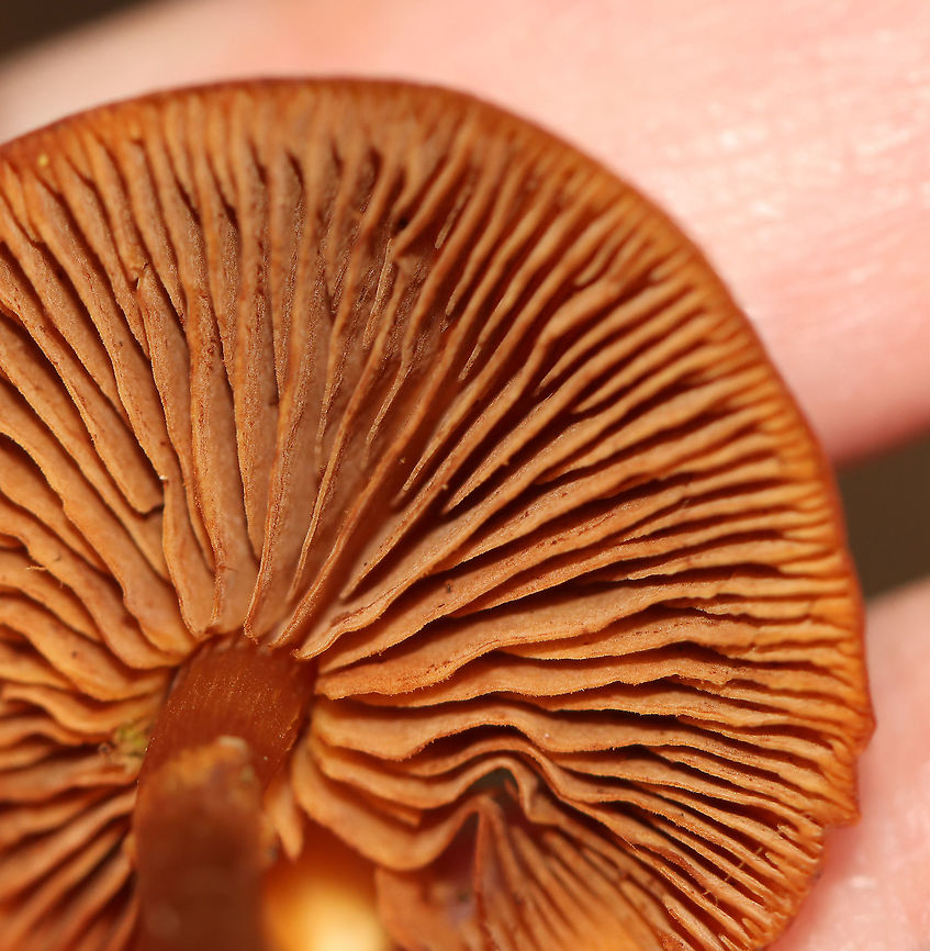 Funeral Bells - Galerina marginata *Tentative ID<br />
<br />
Habitat: Mossy, decorticated wood; mixed forest<br />
<figure class="photo"><a href="https://www.jungledragon.com/image/124173/funeral_bells_-_galerina_marginata.html" title="Funeral Bells - Galerina marginata"><img src="https://s3.amazonaws.com/media.jungledragon.com/images/3232/124173_thumb.jpg?AWSAccessKeyId=05GMT0V3GWVNE7GGM1R2&Expires=1759968010&Signature=ClJq%2B%2BP%2Bki95FOylZqH9izZpiVI%3D" width="116" height="152" alt="Funeral Bells - Galerina marginata *Tentative ID<br />
<br />
Habitat: Mossy, decorticated wood; mixed forest<br />
https://www.jungledragon.com/image/124172/funeral_bells_-_galerina_marginata.html Fall,Funeral Bells,Galerina,Galerina marginata,Geotagged,United States,fungus,mushroom" /></a></figure> Fall,Funeral Bells,Galerina marginata,Geotagged,United States