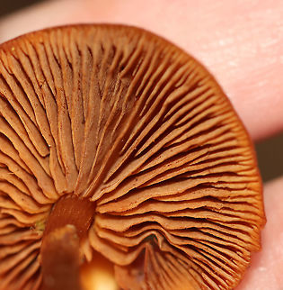 Funeral Bells - Galerina marginata *Tentative ID

Habitat: Mossy, decorticated wood; mixed forest
https://www.jungledragon.com/image/124173/funeral_bells_-_galerina_marginata.html Fall,Funeral Bells,Galerina marginata,Geotagged,United States