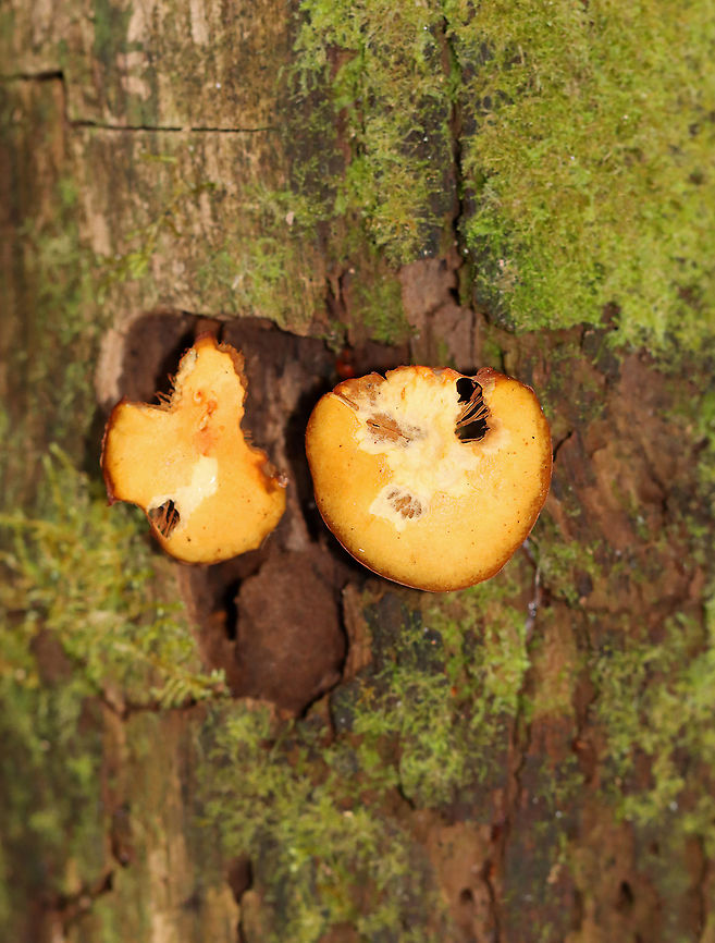 Funeral Bells - Galerina marginata *Tentative ID<br />
<br />
Habitat: Mossy, decorticated wood; mixed forest<br />
<figure class="photo"><a href="https://www.jungledragon.com/image/124172/funeral_bells_-_galerina_marginata.html" title="Funeral Bells - Galerina marginata"><img src="https://s3.amazonaws.com/media.jungledragon.com/images/3232/124172_thumb.jpg?AWSAccessKeyId=05GMT0V3GWVNE7GGM1R2&Expires=1770854410&Signature=tlLvjQSDepbAJnInFkVzIShG4Fc%3D" width="150" height="152" alt="Funeral Bells - Galerina marginata *Tentative ID<br />
<br />
Habitat: Mossy, decorticated wood; mixed forest<br />
https://www.jungledragon.com/image/124173/funeral_bells_-_galerina_marginata.html Fall,Funeral Bells,Galerina marginata,Geotagged,United States" /></a></figure> Fall,Funeral Bells,Galerina,Galerina marginata,Geotagged,United States,fungus,mushroom
