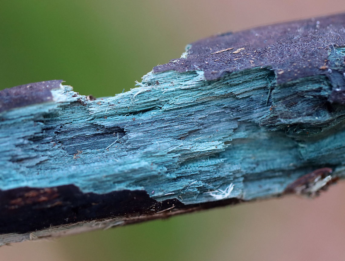 Blue Wood - Chlorociboria sp. Chlorociboria fungi contain a quinone pigment called xylindein, which is the reason for the characteristic bluish-green stain that occurs on wood that&#039;s infected by this species.<br />
<br />
Habitat: Rotting wood Chlorociboria,Fall,Geotagged,United States,blue wood,fungus