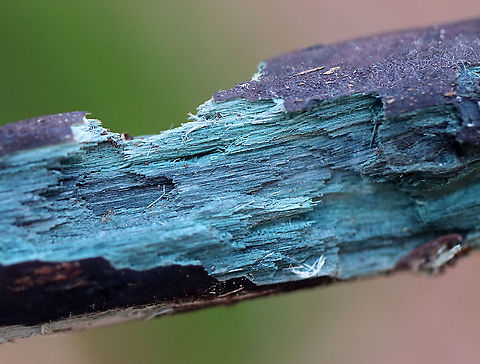 Blue Wood - Chlorociboria sp. Chlorociboria fungi contain a quinone pigment called xylindein, which is the reason for the characteristic bluish-green stain that occurs on wood that's infected by this species.

Habitat: Rotting wood Chlorociboria,Fall,Geotagged,United States,blue wood,fungus