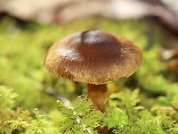 Mushroom - Cortinarius sp. Habitat: Growing on moss-covered, rotting wood; mixed forest<br />
https://www.jungledragon.com/image/124176/mushroom_-_cortinarius_sp.html Fall,Geotagged,United States