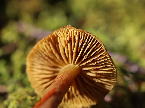Mushroom - Cortinarius sp. Habitat: Growing on moss-covered, rotting wood; mixed forest
https://www.jungledragon.com/image/124175/mushroom_-_cortinarius_sp.html Cortinarius,Fall,Geotagged,United States,fungus,mushroom