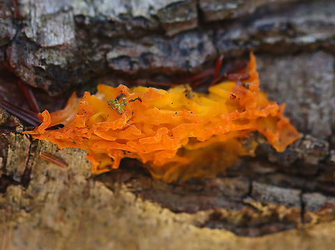 Jelly Fungus - Tremellaceae, maybe Tremella mesenterica Maybe a dried out jelly fungus? I'm not sure, but it looked like a flame from a distance.

Habitat: Rotting wood; mixed forest Fall,Geotagged,Tremella mesenterica,Tremellaceae,United States,fungi,fungus,jelly fungus,orange fungus