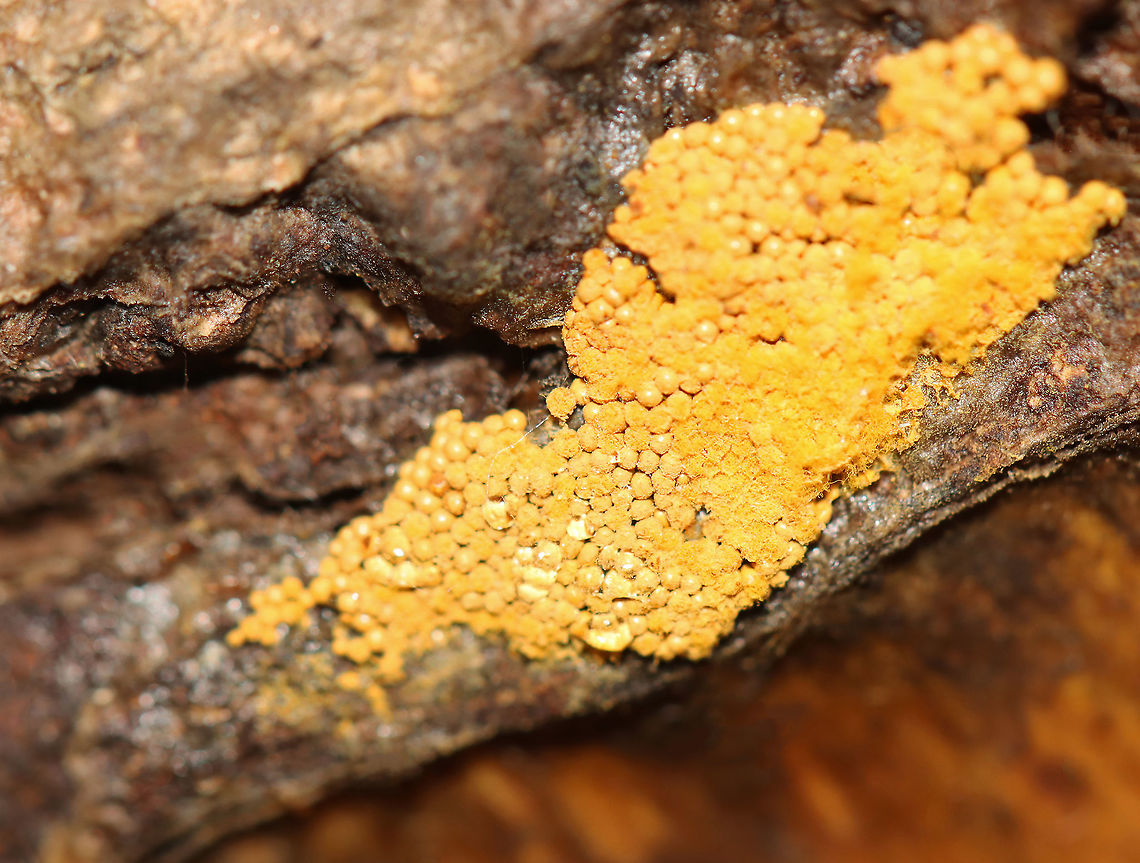 Trichia Slime Mold - Trichia sp. Mature fruiting stage (sporangia) of a slime mold.<br />
<br />
Slime molds spend most of their lives as single-celled organisms that live in soil and prey on bacteria. But, when their food sources are in short supply, thousands of slime mold cells will aggregate to form a mass. They then grow into a fruiting body, which includes a tiny stalk that peeks out of the ground and holds spores. This fruiting body (sporangia) stage is what we commonly see. The sporangia will then release spores and begin the life cycle again. Slime molds often appear to look like fungi, but not actually related to true fungi.<br />
<br />
Habitat: Rotting wood; mixed forest Fall,Geotagged,Trichia,United States,slime mold