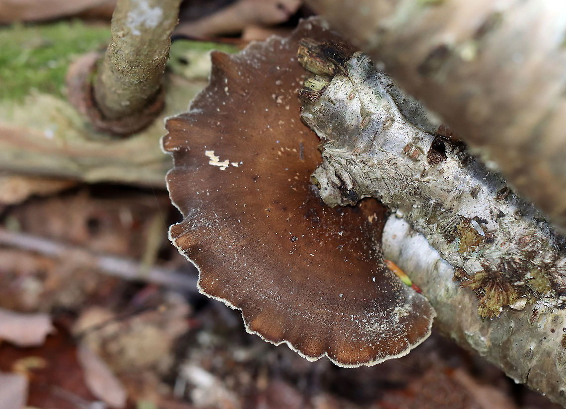 Black-footed Polypore  - Picipes badius *Tentative ID<br />
<br />
Habitat: Growing on birch; mixed forest<br />
<figure class="photo"><a href="https://www.jungledragon.com/image/124254/black-footed_polypore_-_picipes_badius.html" title="Black-footed Polypore  - Picipes badius"><img src="https://s3.amazonaws.com/media.jungledragon.com/images/3232/124254_thumb.jpg?AWSAccessKeyId=05GMT0V3GWVNE7GGM1R2&Expires=1769040010&Signature=zBucLlEdAWSjtmSOimWWCk4wHOM%3D" width="200" height="146" alt="Black-footed Polypore  - Picipes badius *Tentative ID<br />
<br />
Habitat: Growing on birch; mixed forest<br />
https://www.jungledragon.com/image/124254/black-footed_polypore_-_picipes_badius.html<br />
https://www.jungledragon.com/image/124256/black-footed_polypore_-_picipes_badius.html<br />
https://www.jungledragon.com/image/124255/black-footed_polypore_-_picipes_badius.html Black-footed polypore,Fall,Geotagged,Picipes,Picipes badius,Royoporus,Royoporus badius,United States,fungus,mushroom,polypore" /></a></figure><br />
<figure class="photo"><a href="https://www.jungledragon.com/image/124256/black-footed_polypore_-_picipes_badius.html" title="Black-footed Polypore - Picipes badius"><img src="https://s3.amazonaws.com/media.jungledragon.com/images/3232/124256_thumb.jpg?AWSAccessKeyId=05GMT0V3GWVNE7GGM1R2&Expires=1769040010&Signature=4PitYv2iCslwuauzf9HjxpCq2NQ%3D" width="122" height="152" alt="Black-footed Polypore - Picipes badius *Tentative ID<br />
<br />
Habitat: Growing on birch; mixed forest<br />
https://www.jungledragon.com/image/124254/black-footed_polypore_-_picipes_badius.html<br />
https://www.jungledragon.com/image/124256/black-footed_polypore_-_picipes_badius.html<br />
https://www.jungledragon.com/image/124255/black-footed_polypore_-_picipes_badius.html Black-footed polypore,Fall,Geotagged,Picipes badius,United States" /></a></figure><br />
<figure class="photo"><a href="https://www.jungledragon.com/image/124255/black-footed_polypore_-_picipes_badius.html" title="Black-footed Polypore - Picipes badius"><img src="https://s3.amazonaws.com/media.jungledragon.com/images/3232/124255_thumb.jpg?AWSAccessKeyId=05GMT0V3GWVNE7GGM1R2&Expires=1769040010&Signature=qFdIC%2FJKWVYsVw9%2FMld7TMMHnps%3D" width="200" height="160" alt="Black-footed Polypore - Picipes badius *Tentative ID<br />
<br />
Habitat: Growing on birch; mixed forest<br />
https://www.jungledragon.com/image/124254/black-footed_polypore_-_picipes_badius.html<br />
https://www.jungledragon.com/image/124256/black-footed_polypore_-_picipes_badius.html<br />
https://www.jungledragon.com/image/124255/black-footed_polypore_-_picipes_badius.html Black-footed polypore,Fall,Geotagged,Picipes badius,United States" /></a></figure> Black-footed polypore,Fall,Geotagged,Picipes,Picipes badius,Royoporus,Royoporus badius,United States,fungus,mushroom,polypore