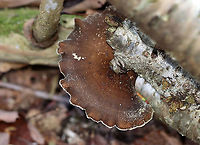 Black-footed Polypore  - Picipes badius *Tentative ID<br />
<br />
Habitat: Growing on birch; mixed forest<br />
https://www.jungledragon.com/image/124254/black-footed_polypore_-_picipes_badius.html<br />
https://www.jungledragon.com/image/124256/black-footed_polypore_-_picipes_badius.html<br />
https://www.jungledragon.com/image/124255/black-footed_polypore_-_picipes_badius.html Black-footed polypore,Fall,Geotagged,Picipes,Picipes badius,Royoporus,Royoporus badius,United States,fungus,mushroom,polypore