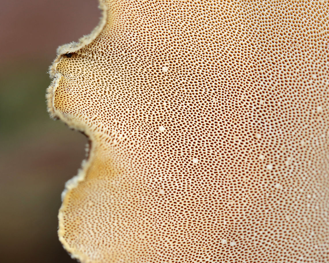 Black-footed Polypore - Picipes badius *Tentative ID<br />
<br />
Habitat: Growing on birch; mixed forest<br />
<figure class="photo"><a href="https://www.jungledragon.com/image/124254/black-footed_polypore_-_picipes_badius.html" title="Black-footed Polypore  - Picipes badius"><img src="https://s3.amazonaws.com/media.jungledragon.com/images/3232/124254_thumb.jpg?AWSAccessKeyId=05GMT0V3GWVNE7GGM1R2&Expires=1759968010&Signature=Ag%2BZdVgj82TtBubMbX1yeMKBMuA%3D" width="200" height="146" alt="Black-footed Polypore  - Picipes badius *Tentative ID<br />
<br />
Habitat: Growing on birch; mixed forest<br />
https://www.jungledragon.com/image/124254/black-footed_polypore_-_picipes_badius.html<br />
https://www.jungledragon.com/image/124256/black-footed_polypore_-_picipes_badius.html<br />
https://www.jungledragon.com/image/124255/black-footed_polypore_-_picipes_badius.html Black-footed polypore,Fall,Geotagged,Picipes,Picipes badius,Royoporus,Royoporus badius,United States,fungus,mushroom,polypore" /></a></figure><br />
<figure class="photo"><a href="https://www.jungledragon.com/image/124256/black-footed_polypore_-_picipes_badius.html" title="Black-footed Polypore - Picipes badius"><img src="https://s3.amazonaws.com/media.jungledragon.com/images/3232/124256_thumb.jpg?AWSAccessKeyId=05GMT0V3GWVNE7GGM1R2&Expires=1759968010&Signature=TC58sUoC423vUzJmzlxby4%2Fc63Y%3D" width="122" height="152" alt="Black-footed Polypore - Picipes badius *Tentative ID<br />
<br />
Habitat: Growing on birch; mixed forest<br />
https://www.jungledragon.com/image/124254/black-footed_polypore_-_picipes_badius.html<br />
https://www.jungledragon.com/image/124256/black-footed_polypore_-_picipes_badius.html<br />
https://www.jungledragon.com/image/124255/black-footed_polypore_-_picipes_badius.html Black-footed polypore,Fall,Geotagged,Picipes badius,United States" /></a></figure><br />
<figure class="photo"><a href="https://www.jungledragon.com/image/124255/black-footed_polypore_-_picipes_badius.html" title="Black-footed Polypore - Picipes badius"><img src="https://s3.amazonaws.com/media.jungledragon.com/images/3232/124255_thumb.jpg?AWSAccessKeyId=05GMT0V3GWVNE7GGM1R2&Expires=1759968010&Signature=9DtXLdfKNYUXypXGUNMOB4DUj7Y%3D" width="200" height="160" alt="Black-footed Polypore - Picipes badius *Tentative ID<br />
<br />
Habitat: Growing on birch; mixed forest<br />
https://www.jungledragon.com/image/124254/black-footed_polypore_-_picipes_badius.html<br />
https://www.jungledragon.com/image/124256/black-footed_polypore_-_picipes_badius.html<br />
https://www.jungledragon.com/image/124255/black-footed_polypore_-_picipes_badius.html Black-footed polypore,Fall,Geotagged,Picipes badius,United States" /></a></figure> Black-footed polypore,Fall,Geotagged,Picipes badius,United States