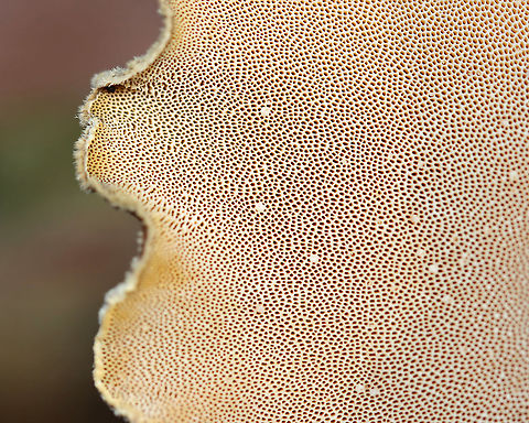 Black-footed Polypore - Picipes badius *Tentative ID

Habitat: Growing on birch; mixed forest
https://www.jungledragon.com/image/124254/black-footed_polypore_-_picipes_badius.html
https://www.jungledragon.com/image/124256/black-footed_polypore_-_picipes_badius.html
https://www.jungledragon.com/image/124255/black-footed_polypore_-_picipes_badius.html Black-footed polypore,Fall,Geotagged,Picipes badius,United States