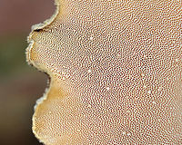 Black-footed Polypore - Picipes badius *Tentative ID<br />
<br />
Habitat: Growing on birch; mixed forest<br />
https://www.jungledragon.com/image/124254/black-footed_polypore_-_picipes_badius.html<br />
https://www.jungledragon.com/image/124256/black-footed_polypore_-_picipes_badius.html<br />
https://www.jungledragon.com/image/124255/black-footed_polypore_-_picipes_badius.html Black-footed polypore,Fall,Geotagged,Picipes badius,United States