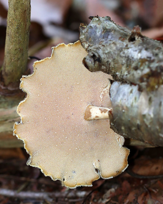 Black-footed Polypore - Picipes badius *Tentative ID<br />
<br />
Habitat: Growing on birch; mixed forest<br />
<figure class="photo"><a href="https://www.jungledragon.com/image/124254/black-footed_polypore_-_picipes_badius.html" title="Black-footed Polypore  - Picipes badius"><img src="https://s3.amazonaws.com/media.jungledragon.com/images/3232/124254_thumb.jpg?AWSAccessKeyId=05GMT0V3GWVNE7GGM1R2&Expires=1769040010&Signature=zBucLlEdAWSjtmSOimWWCk4wHOM%3D" width="200" height="146" alt="Black-footed Polypore  - Picipes badius *Tentative ID<br />
<br />
Habitat: Growing on birch; mixed forest<br />
https://www.jungledragon.com/image/124254/black-footed_polypore_-_picipes_badius.html<br />
https://www.jungledragon.com/image/124256/black-footed_polypore_-_picipes_badius.html<br />
https://www.jungledragon.com/image/124255/black-footed_polypore_-_picipes_badius.html Black-footed polypore,Fall,Geotagged,Picipes,Picipes badius,Royoporus,Royoporus badius,United States,fungus,mushroom,polypore" /></a></figure><br />
<figure class="photo"><a href="https://www.jungledragon.com/image/124256/black-footed_polypore_-_picipes_badius.html" title="Black-footed Polypore - Picipes badius"><img src="https://s3.amazonaws.com/media.jungledragon.com/images/3232/124256_thumb.jpg?AWSAccessKeyId=05GMT0V3GWVNE7GGM1R2&Expires=1769040010&Signature=4PitYv2iCslwuauzf9HjxpCq2NQ%3D" width="122" height="152" alt="Black-footed Polypore - Picipes badius *Tentative ID<br />
<br />
Habitat: Growing on birch; mixed forest<br />
https://www.jungledragon.com/image/124254/black-footed_polypore_-_picipes_badius.html<br />
https://www.jungledragon.com/image/124256/black-footed_polypore_-_picipes_badius.html<br />
https://www.jungledragon.com/image/124255/black-footed_polypore_-_picipes_badius.html Black-footed polypore,Fall,Geotagged,Picipes badius,United States" /></a></figure><br />
<figure class="photo"><a href="https://www.jungledragon.com/image/124255/black-footed_polypore_-_picipes_badius.html" title="Black-footed Polypore - Picipes badius"><img src="https://s3.amazonaws.com/media.jungledragon.com/images/3232/124255_thumb.jpg?AWSAccessKeyId=05GMT0V3GWVNE7GGM1R2&Expires=1769040010&Signature=qFdIC%2FJKWVYsVw9%2FMld7TMMHnps%3D" width="200" height="160" alt="Black-footed Polypore - Picipes badius *Tentative ID<br />
<br />
Habitat: Growing on birch; mixed forest<br />
https://www.jungledragon.com/image/124254/black-footed_polypore_-_picipes_badius.html<br />
https://www.jungledragon.com/image/124256/black-footed_polypore_-_picipes_badius.html<br />
https://www.jungledragon.com/image/124255/black-footed_polypore_-_picipes_badius.html Black-footed polypore,Fall,Geotagged,Picipes badius,United States" /></a></figure> Black-footed polypore,Fall,Geotagged,Picipes badius,United States