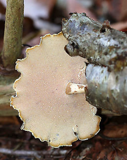 Black-footed Polypore - Picipes badius *Tentative ID

Habitat: Growing on birch; mixed forest
https://www.jungledragon.com/image/124254/black-footed_polypore_-_picipes_badius.html
https://www.jungledragon.com/image/124256/black-footed_polypore_-_picipes_badius.html
https://www.jungledragon.com/image/124255/black-footed_polypore_-_picipes_badius.html Black-footed polypore,Fall,Geotagged,Picipes badius,United States