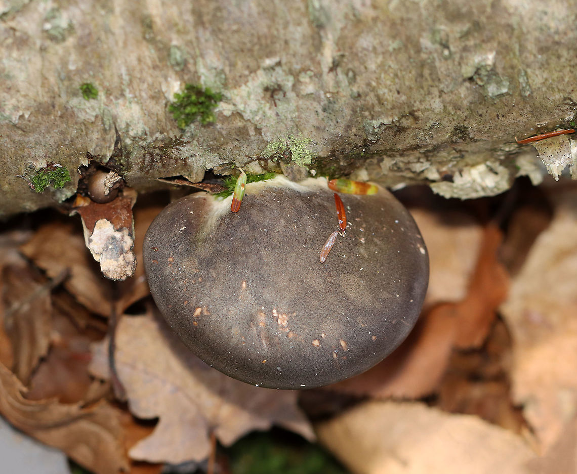 Late Oyster - Sarcomyxa serotina Habitat: Growing on rotting wood; mixed forest<br />
<figure class="photo"><a href="https://www.jungledragon.com/image/124258/late_oyster_-_sarcomyxa_serotina.html" title="Late Oyster - Sarcomyxa serotina"><img src="https://s3.amazonaws.com/media.jungledragon.com/images/3232/124258_thumb.jpg?AWSAccessKeyId=05GMT0V3GWVNE7GGM1R2&Expires=1769040010&Signature=0v5dcC%2Fhwgj8bBjVSr6O3HdP6sI%3D" width="200" height="150" alt="Late Oyster - Sarcomyxa serotina Habitat: Growing on rotting wood; mixed forest<br />
https://www.jungledragon.com/image/124257/late_oyster_-_sarcomyxa_serotina.html Fall,Geotagged,Late oyster,Sarcomyxa,Sarcomyxa serotina,United States,fungus,mushroom,oyster" /></a></figure> Fall,Geotagged,Late oyster,Sarcomyxa serotina,United States