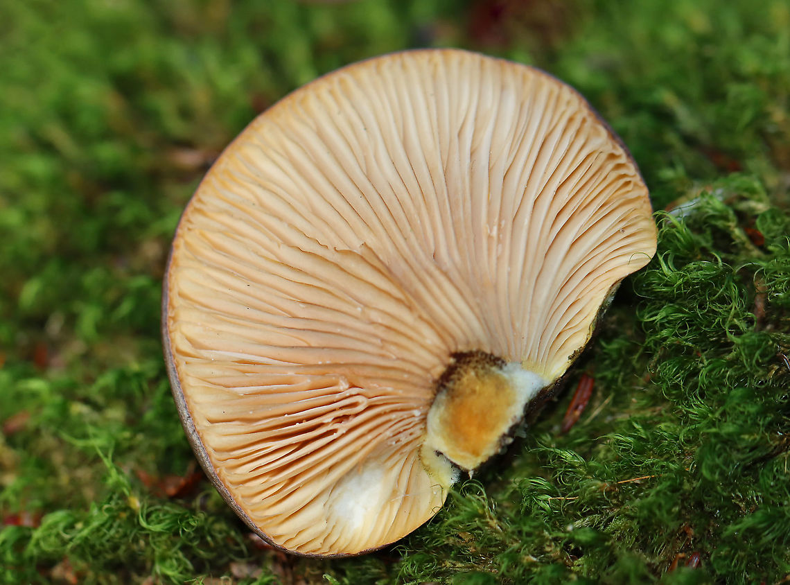 Late Oyster - Sarcomyxa serotina Habitat: Growing on rotting wood; mixed forest<br />
<figure class="photo"><a href="https://www.jungledragon.com/image/124257/late_oyster_-_sarcomyxa_serotina.html" title="Late Oyster - Sarcomyxa serotina"><img src="https://s3.amazonaws.com/media.jungledragon.com/images/3232/124257_thumb.jpg?AWSAccessKeyId=05GMT0V3GWVNE7GGM1R2&Expires=1769040010&Signature=QE8oX%2B8xG5IVXk4FfK%2FT4Z2GA6Q%3D" width="200" height="166" alt="Late Oyster - Sarcomyxa serotina Habitat: Growing on rotting wood; mixed forest<br />
https://www.jungledragon.com/image/124258/late_oyster_-_sarcomyxa_serotina.html Fall,Geotagged,Late oyster,Sarcomyxa serotina,United States" /></a></figure> Fall,Geotagged,Late oyster,Sarcomyxa,Sarcomyxa serotina,United States,fungus,mushroom,oyster