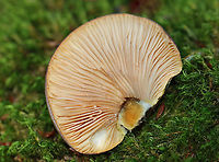 Late Oyster - Sarcomyxa serotina Habitat: Growing on rotting wood; mixed forest<br />
https://www.jungledragon.com/image/124257/late_oyster_-_sarcomyxa_serotina.html Fall,Geotagged,Late oyster,Sarcomyxa,Sarcomyxa serotina,United States,fungus,mushroom,oyster