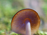 Mushroom - Agaricales *This is what the gills looked like without flash*<br />
<br />
The cap was pretty flat and the gills were pale pink.<br />
<br />
Habitat: Growing on mossy, rotting wood; mixed forest<br />
https://www.jungledragon.com/image/124320/mushroom_-_agaricales.html<br />
https://www.jungledragon.com/image/124322/mushroom_-_agaricales.html<br />
https://www.jungledragon.com/image/124321/mushroom_-_agaricales.html Fall,Geotagged,United States