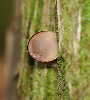 Mushroom - Agaricales The cap was pretty flat and the gills were pale pink.

Habitat: Growing on mossy, rotting wood; mixed forest
https://www.jungledragon.com/image/124320/mushroom_-_agaricales.html
https://www.jungledragon.com/image/124322/mushroom_-_agaricales.html
https://www.jungledragon.com/image/124321/mushroom_-_agaricales.html Fall,Geotagged,United States