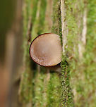 Mushroom - Agaricales The cap was pretty flat and the gills were pale pink.<br />
<br />
Habitat: Growing on mossy, rotting wood; mixed forest<br />
https://www.jungledragon.com/image/124320/mushroom_-_agaricales.html<br />
https://www.jungledragon.com/image/124322/mushroom_-_agaricales.html<br />
https://www.jungledragon.com/image/124321/mushroom_-_agaricales.html Fall,Geotagged,United States