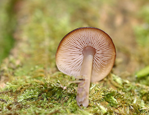Mushroom - Agaricales The cap was pretty flat and the gills were pale pink. 

Habitat: Growing on mossy, rotting wood; mixed forest
https://www.jungledragon.com/image/124320/mushroom_-_agaricales.html
https://www.jungledragon.com/image/124322/mushroom_-_agaricales.html
https://www.jungledragon.com/image/124321/mushroom_-_agaricales.html Fall,Geotagged,United States,fungus,mushroom