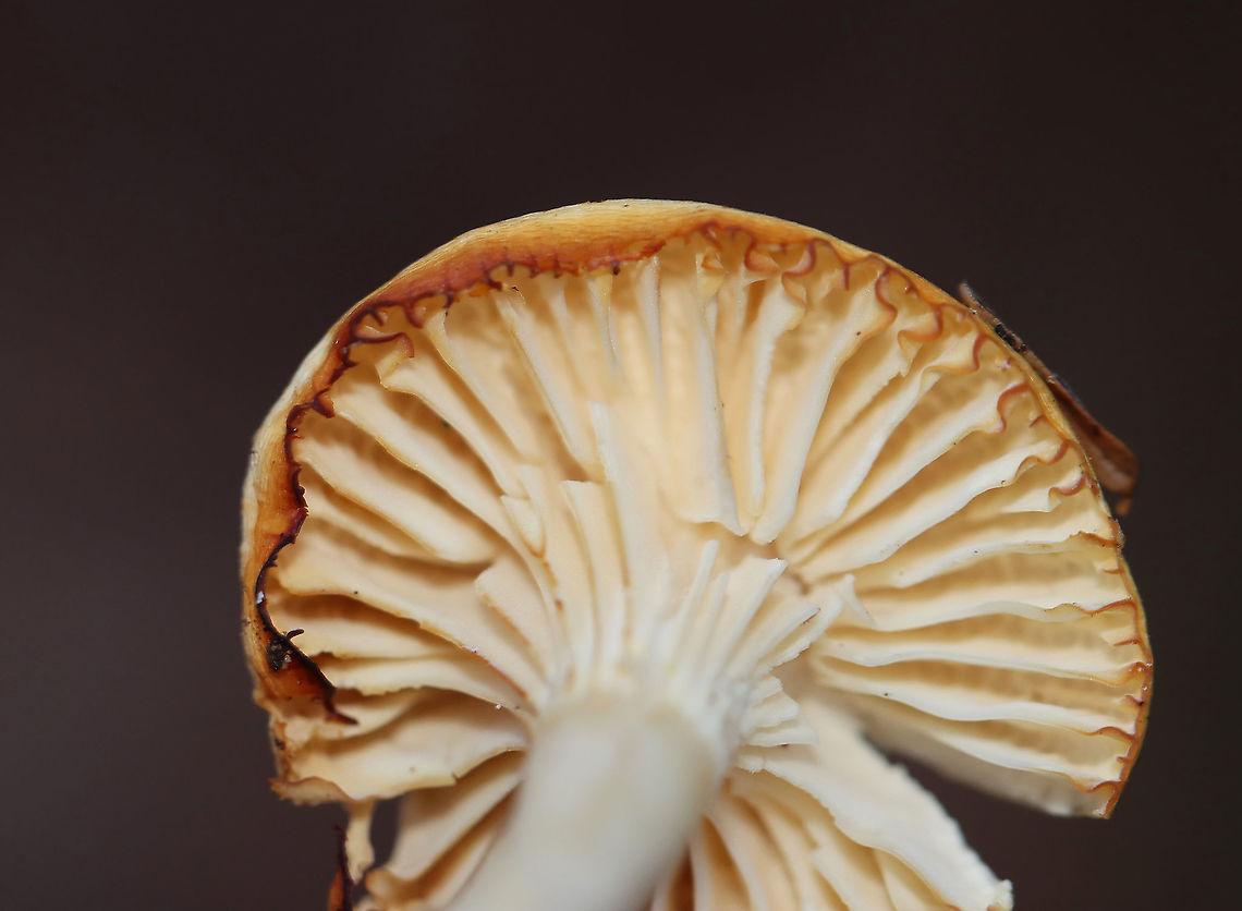 Meadow Waxcap - Cuphophyllus pratensis Habitat: Mixed forest<br />
<figure class="photo"><a href="https://www.jungledragon.com/image/124324/meadow_waxcap_-_cuphophyllus_pratensis.html" title="Meadow Waxcap - Cuphophyllus pratensis"><img src="https://s3.amazonaws.com/media.jungledragon.com/images/3232/124324_thumb.jpg?AWSAccessKeyId=05GMT0V3GWVNE7GGM1R2&Expires=1767225610&Signature=eJi951mli1GrSihhHyMbQGS1mQ8%3D" width="200" height="172" alt="Meadow Waxcap - Cuphophyllus pratensis Habitat: Mixed forest<br />
https://www.jungledragon.com/image/124323/meadow_waxcap_-_cuphophyllus_pratensis.html Cuphophyllus,Cuphophyllus pratensis,Fall,Geotagged,Meadow waxcap,United States,fungus,mushroom,waxcap" /></a></figure> Cuphophyllus pratensis,Fall,Geotagged,Meadow waxcap,United States