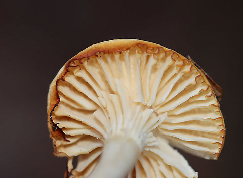 Meadow Waxcap - Cuphophyllus pratensis Habitat: Mixed forest
https://www.jungledragon.com/image/124324/meadow_waxcap_-_cuphophyllus_pratensis.html Cuphophyllus pratensis,Fall,Geotagged,Meadow waxcap,United States