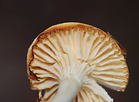 Meadow Waxcap - Cuphophyllus pratensis Habitat: Mixed forest<br />
https://www.jungledragon.com/image/124324/meadow_waxcap_-_cuphophyllus_pratensis.html Cuphophyllus pratensis,Fall,Geotagged,Meadow waxcap,United States