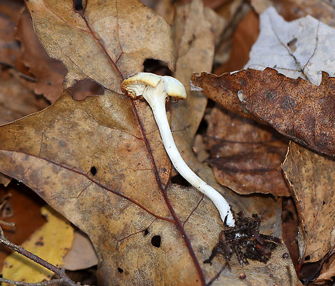 Meadow Waxcap - Cuphophyllus pratensis Habitat: Mixed forest
https://www.jungledragon.com/image/124323/meadow_waxcap_-_cuphophyllus_pratensis.html Cuphophyllus,Cuphophyllus pratensis,Fall,Geotagged,Meadow waxcap,United States,fungus,mushroom,waxcap