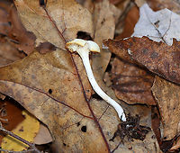 Meadow Waxcap - Cuphophyllus pratensis Habitat: Mixed forest<br />
https://www.jungledragon.com/image/124323/meadow_waxcap_-_cuphophyllus_pratensis.html Cuphophyllus,Cuphophyllus pratensis,Fall,Geotagged,Meadow waxcap,United States,fungus,mushroom,waxcap