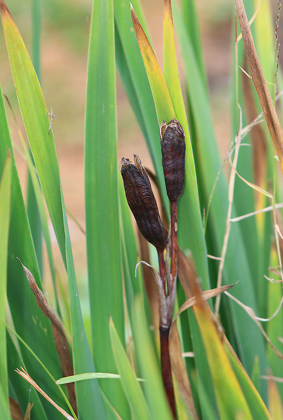 Iris sp. Habitat: Growing at the edge of a pond Fall,Geotagged,Iris,United States,plant