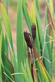 Iris sp. Habitat: Growing at the edge of a pond Fall,Geotagged,Iris,United States,plant