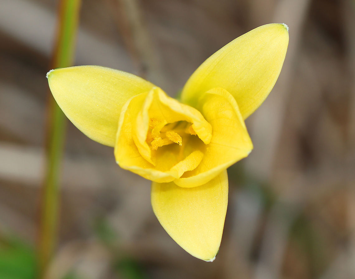 Wild Tulip - Tulipa sylvestris *Tentative ID<br />
<br />
Habitat: Growing next to a pond in a small park; possibly a garden escapee<br />
<figure class="photo"><a href="https://www.jungledragon.com/image/124327/wild_tulip_-_tulipa_sylvestris.html" title="Wild Tulip - Tulipa sylvestris"><img src="https://s3.amazonaws.com/media.jungledragon.com/images/3232/124327_thumb.jpg?AWSAccessKeyId=05GMT0V3GWVNE7GGM1R2&Expires=1769040010&Signature=5pytmkP5ZYm0R%2FzrWvVNZQ1QseQ%3D" width="200" height="158" alt="Wild Tulip - Tulipa sylvestris *Tentative ID<br />
<br />
Habitat: Growing next to a pond in a small park; possibly a garden escapee<br />
https://www.jungledragon.com/image/124327/wild_tulip_-_tulipa_sylvestris.html<br />
https://www.jungledragon.com/image/124329/wild_tulip_-_tulipa_sylvestris.html<br />
https://www.jungledragon.com/image/124328/wild_tulip_-_tulipa_sylvestris.html Fall,Geotagged,Tulipa sylvestris,United States" /></a></figure><br />
<figure class="photo"><a href="https://www.jungledragon.com/image/124329/wild_tulip_-_tulipa_sylvestris.html" title="Wild Tulip - Tulipa sylvestris"><img src="https://s3.amazonaws.com/media.jungledragon.com/images/3232/124329_thumb.jpg?AWSAccessKeyId=05GMT0V3GWVNE7GGM1R2&Expires=1769040010&Signature=nBUz23zPThpcm884uw8jrMQ6xsg%3D" width="200" height="156" alt="Wild Tulip - Tulipa sylvestris *Tentative ID<br />
<br />
Habitat: Growing next to a pond in a small park; possibly a garden escapee<br />
https://www.jungledragon.com/image/124327/wild_tulip_-_tulipa_sylvestris.html<br />
https://www.jungledragon.com/image/124329/wild_tulip_-_tulipa_sylvestris.html<br />
https://www.jungledragon.com/image/124328/wild_tulip_-_tulipa_sylvestris.html Fall,Geotagged,Tulipa sylvestris,United States,Wild Tulip" /></a></figure><br />
<figure class="photo"><a href="https://www.jungledragon.com/image/124328/wild_tulip_-_tulipa_sylvestris.html" title="Wild Tulip - Tulipa sylvestris"><img src="https://s3.amazonaws.com/media.jungledragon.com/images/3232/124328_thumb.jpg?AWSAccessKeyId=05GMT0V3GWVNE7GGM1R2&Expires=1769040010&Signature=hyXihf4JTnYmD7W3Ts71GTUlPCY%3D" width="124" height="152" alt="Wild Tulip - Tulipa sylvestris *Tentative ID<br />
<br />
Habitat: Growing next to a pond in a small park; possibly a garden escapee<br />
https://www.jungledragon.com/image/124327/wild_tulip_-_tulipa_sylvestris.html<br />
https://www.jungledragon.com/image/124329/wild_tulip_-_tulipa_sylvestris.html<br />
https://www.jungledragon.com/image/124328/wild_tulip_-_tulipa_sylvestris.html Fall,Geotagged,Tulipa sylvestris,United States,Wild Tulip. Tulipa,tulip" /></a></figure> Fall,Geotagged,Tulipa sylvestris,United States