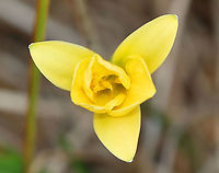 Wild Tulip - Tulipa sylvestris *Tentative ID<br />
<br />
Habitat: Growing next to a pond in a small park; possibly a garden escapee<br />
https://www.jungledragon.com/image/124327/wild_tulip_-_tulipa_sylvestris.html<br />
https://www.jungledragon.com/image/124329/wild_tulip_-_tulipa_sylvestris.html<br />
https://www.jungledragon.com/image/124328/wild_tulip_-_tulipa_sylvestris.html Fall,Geotagged,Tulipa sylvestris,United States