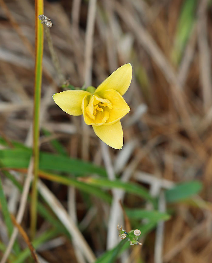 Wild Tulip - Tulipa sylvestris *Tentative ID<br />
<br />
Habitat: Growing next to a pond in a small park; possibly a garden escapee<br />
<figure class="photo"><a href="https://www.jungledragon.com/image/124327/wild_tulip_-_tulipa_sylvestris.html" title="Wild Tulip - Tulipa sylvestris"><img src="https://s3.amazonaws.com/media.jungledragon.com/images/3232/124327_thumb.jpg?AWSAccessKeyId=05GMT0V3GWVNE7GGM1R2&Expires=1769040010&Signature=5pytmkP5ZYm0R%2FzrWvVNZQ1QseQ%3D" width="200" height="158" alt="Wild Tulip - Tulipa sylvestris *Tentative ID<br />
<br />
Habitat: Growing next to a pond in a small park; possibly a garden escapee<br />
https://www.jungledragon.com/image/124327/wild_tulip_-_tulipa_sylvestris.html<br />
https://www.jungledragon.com/image/124329/wild_tulip_-_tulipa_sylvestris.html<br />
https://www.jungledragon.com/image/124328/wild_tulip_-_tulipa_sylvestris.html Fall,Geotagged,Tulipa sylvestris,United States" /></a></figure><br />
<figure class="photo"><a href="https://www.jungledragon.com/image/124329/wild_tulip_-_tulipa_sylvestris.html" title="Wild Tulip - Tulipa sylvestris"><img src="https://s3.amazonaws.com/media.jungledragon.com/images/3232/124329_thumb.jpg?AWSAccessKeyId=05GMT0V3GWVNE7GGM1R2&Expires=1769040010&Signature=nBUz23zPThpcm884uw8jrMQ6xsg%3D" width="200" height="156" alt="Wild Tulip - Tulipa sylvestris *Tentative ID<br />
<br />
Habitat: Growing next to a pond in a small park; possibly a garden escapee<br />
https://www.jungledragon.com/image/124327/wild_tulip_-_tulipa_sylvestris.html<br />
https://www.jungledragon.com/image/124329/wild_tulip_-_tulipa_sylvestris.html<br />
https://www.jungledragon.com/image/124328/wild_tulip_-_tulipa_sylvestris.html Fall,Geotagged,Tulipa sylvestris,United States,Wild Tulip" /></a></figure><br />
<figure class="photo"><a href="https://www.jungledragon.com/image/124328/wild_tulip_-_tulipa_sylvestris.html" title="Wild Tulip - Tulipa sylvestris"><img src="https://s3.amazonaws.com/media.jungledragon.com/images/3232/124328_thumb.jpg?AWSAccessKeyId=05GMT0V3GWVNE7GGM1R2&Expires=1769040010&Signature=hyXihf4JTnYmD7W3Ts71GTUlPCY%3D" width="124" height="152" alt="Wild Tulip - Tulipa sylvestris *Tentative ID<br />
<br />
Habitat: Growing next to a pond in a small park; possibly a garden escapee<br />
https://www.jungledragon.com/image/124327/wild_tulip_-_tulipa_sylvestris.html<br />
https://www.jungledragon.com/image/124329/wild_tulip_-_tulipa_sylvestris.html<br />
https://www.jungledragon.com/image/124328/wild_tulip_-_tulipa_sylvestris.html Fall,Geotagged,Tulipa sylvestris,United States,Wild Tulip. Tulipa,tulip" /></a></figure> Fall,Geotagged,Tulipa sylvestris,United States,Wild Tulip. Tulipa,tulip