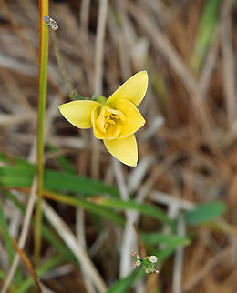Wild Tulip - Tulipa sylvestris *Tentative ID

Habitat: Growing next to a pond in a small park; possibly a garden escapee
https://www.jungledragon.com/image/124327/wild_tulip_-_tulipa_sylvestris.html
https://www.jungledragon.com/image/124329/wild_tulip_-_tulipa_sylvestris.html
https://www.jungledragon.com/image/124328/wild_tulip_-_tulipa_sylvestris.html Fall,Geotagged,Tulipa sylvestris,United States,Wild Tulip. Tulipa,tulip