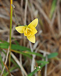 Wild Tulip - Tulipa sylvestris *Tentative ID<br />
<br />
Habitat: Growing next to a pond in a small park; possibly a garden escapee<br />
https://www.jungledragon.com/image/124327/wild_tulip_-_tulipa_sylvestris.html<br />
https://www.jungledragon.com/image/124329/wild_tulip_-_tulipa_sylvestris.html<br />
https://www.jungledragon.com/image/124328/wild_tulip_-_tulipa_sylvestris.html Fall,Geotagged,Tulipa sylvestris,United States,Wild Tulip. Tulipa,tulip