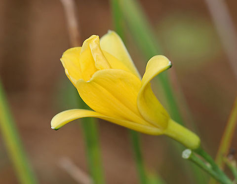 Wild Tulip - Tulipa sylvestris *Tentative ID

Habitat: Growing next to a pond in a small park; possibly a garden escapee
https://www.jungledragon.com/image/124327/wild_tulip_-_tulipa_sylvestris.html
https://www.jungledragon.com/image/124329/wild_tulip_-_tulipa_sylvestris.html
https://www.jungledragon.com/image/124328/wild_tulip_-_tulipa_sylvestris.html Fall,Geotagged,Tulipa sylvestris,United States,Wild Tulip