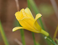Wild Tulip - Tulipa sylvestris *Tentative ID<br />
<br />
Habitat: Growing next to a pond in a small park; possibly a garden escapee<br />
https://www.jungledragon.com/image/124327/wild_tulip_-_tulipa_sylvestris.html<br />
https://www.jungledragon.com/image/124329/wild_tulip_-_tulipa_sylvestris.html<br />
https://www.jungledragon.com/image/124328/wild_tulip_-_tulipa_sylvestris.html Fall,Geotagged,Tulipa sylvestris,United States,Wild Tulip