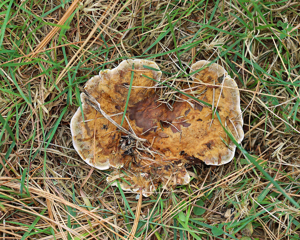 Woolly Velvet Polypore - Onnia tomentosa Habitat: Growing on the ground under pine. Fall,Geotagged,Hymenochaetaceae,Onnia,Onnia tomentosa,United States,fungus,mushroom,woolly velvet polypore