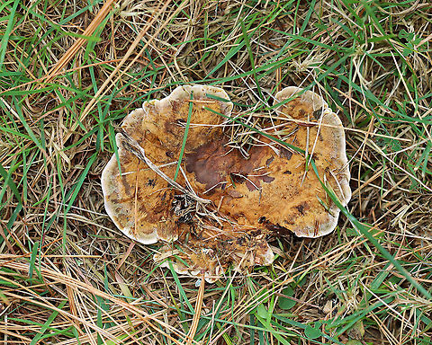 Woolly Velvet Polypore - Onnia tomentosa Habitat: Growing on the ground under pine. Fall,Geotagged,Hymenochaetaceae,Onnia,Onnia tomentosa,United States,fungus,mushroom,woolly velvet polypore