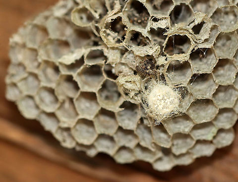 Egg Sac on Wasp (Polistes sp.) Nest Looks like a spider's egg sac.

Habitat: On a sign at a hiking area Fall,Geotagged,Polistes,United States,egg sac,eggs,wasp nest